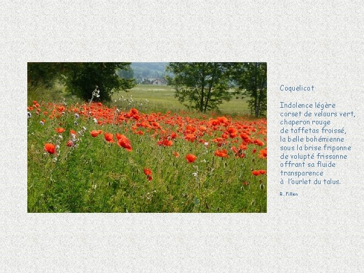 Coquelicot Indolence légère corset de velours vert, chaperon rouge de taffetas froissé, la belle