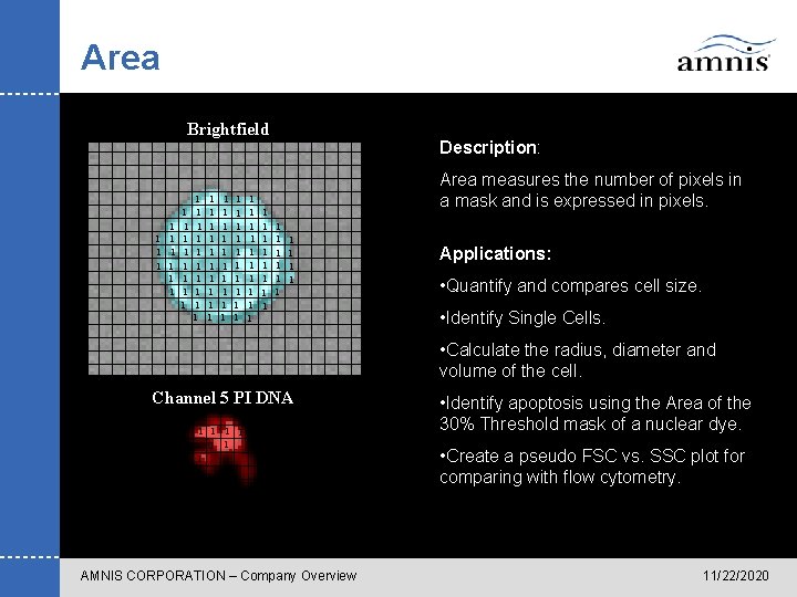 Area Brightfield 1 1 1 1 1 1 1 1 1 1 1 1