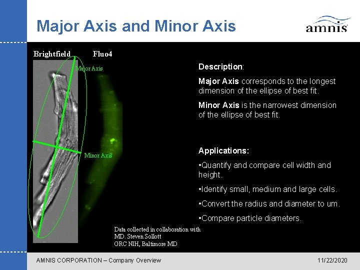Major Axis and Minor Axis Brightfield Fluo 4 Description: Major Axis corresponds to the