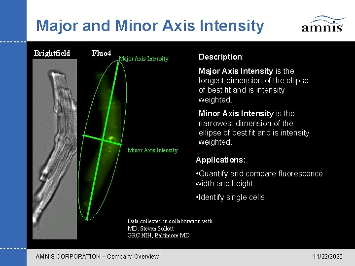 Major and Minor Axis Intensity Brightfield Fluo 4 Major Axis Intensity Description: Major Axis