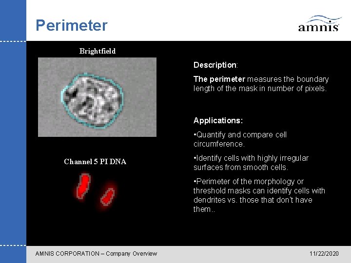 Perimeter Brightfield Description: The perimeter measures the boundary length of the mask in number