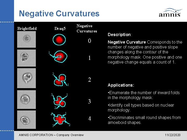 Negative Curvatures Brightfield Negative Curvatures Draq 5 0 1 1 Description: Negative Curvature Corresponds