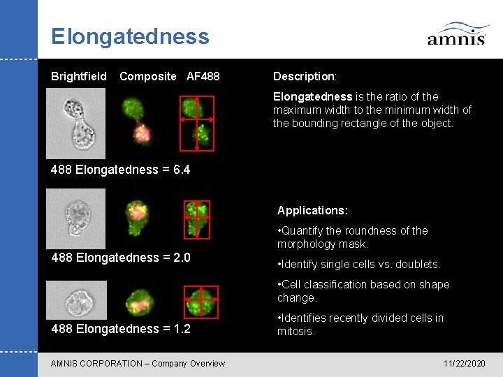 Elongatedness Brightfield Composite AF 488 Description: Elongatedness is the ratio of the maximum width