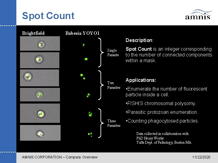 Spot Count Brightfield Babesia YOYO 1 Description: Single Parasite Two Parasites Spot Count is