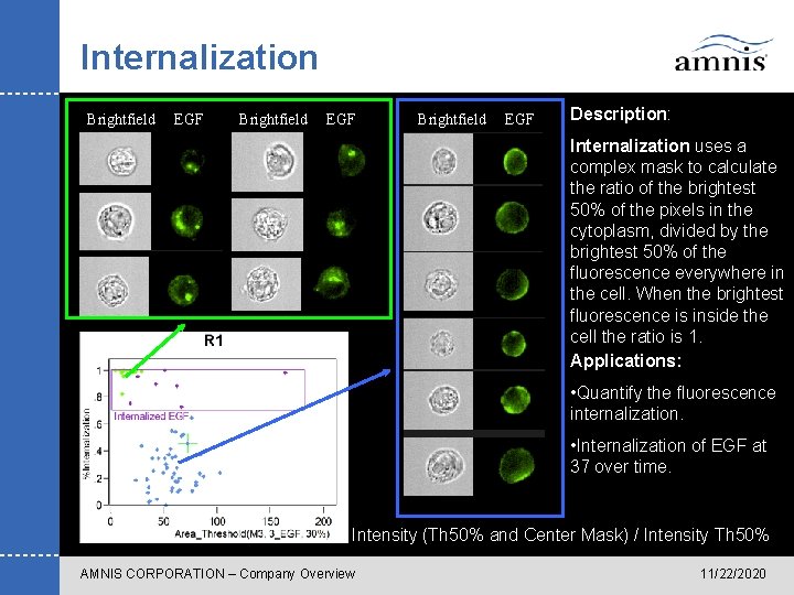 Internalization Brightfield EGF Description: Internalization uses a complex mask to calculate the ratio of