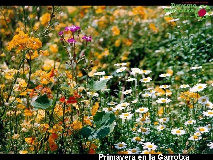 Primavera en la Garrotxa 