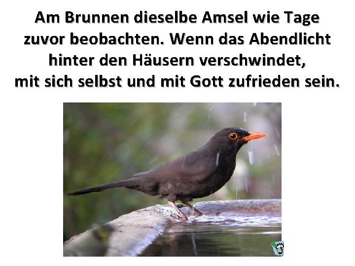 Am Brunnen dieselbe Amsel wie Tage zuvor beobachten. Wenn das Abendlicht hinter den Häusern