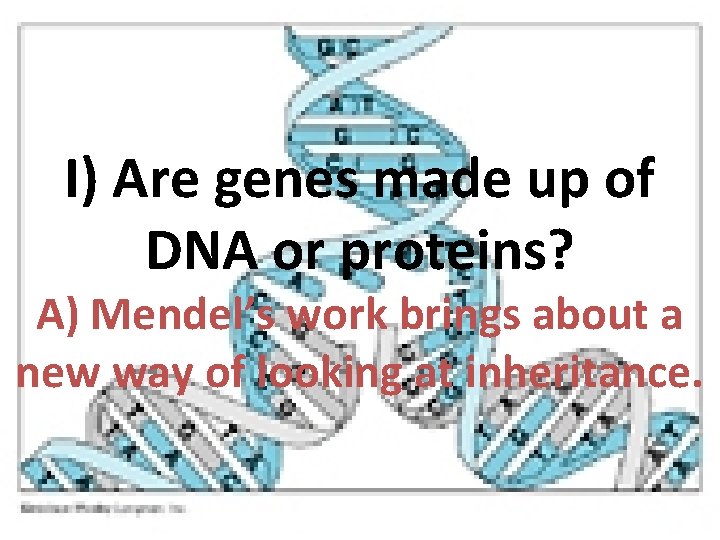 I) Are genes made up of DNA or proteins? A) Mendel’s work brings about