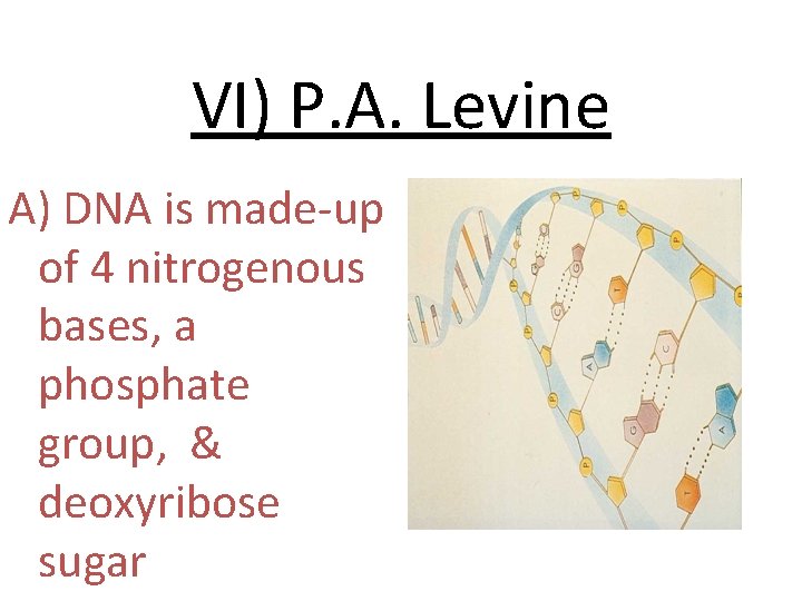 VI) P. A. Levine A) DNA is made-up of 4 nitrogenous bases, a phosphate
