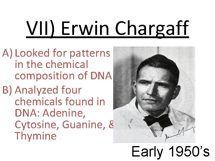 VII) Erwin Chargaff A) Looked for patterns in the chemical composition of DNA B)