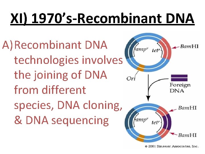 XI) 1970’s-Recombinant DNA A) Recombinant DNA technologies involves the joining of DNA from different