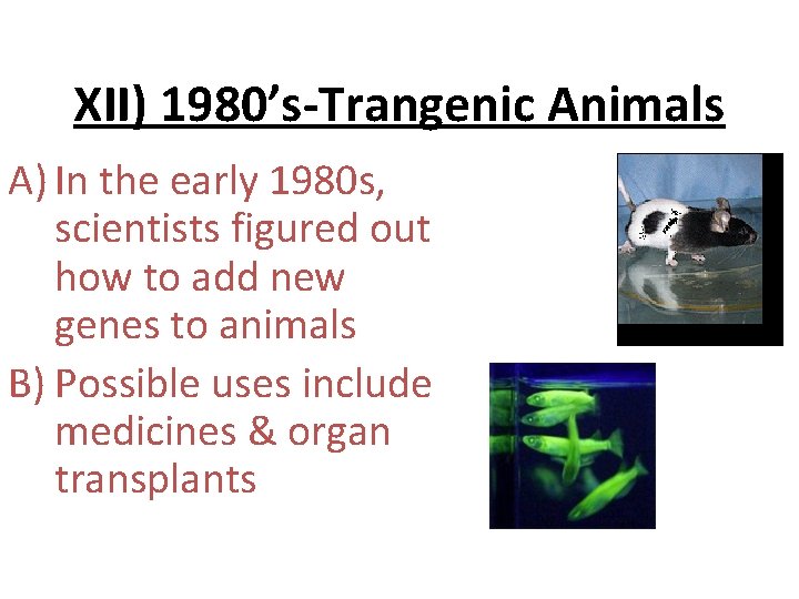 XII) 1980’s-Trangenic Animals A) In the early 1980 s, scientists figured out how to