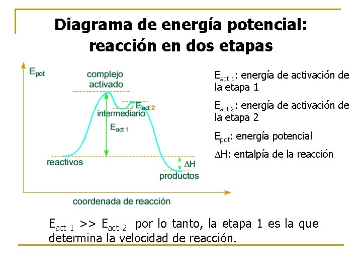 Diagrama de energía potencial: reacción en dos etapas Eact 1: energía de activación de