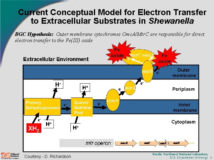 Current Conceptual Model for Electron Transfer to Extracellular Substrates in Shewanella BGC Hypothesis: Outer