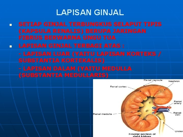 LAPISAN GINJAL n n SETIAP GINJAL TERBUNGKUS SELAPUT TIPIS (KAPSULA RENALIS) BERUPA JARINGAN FIBRUS