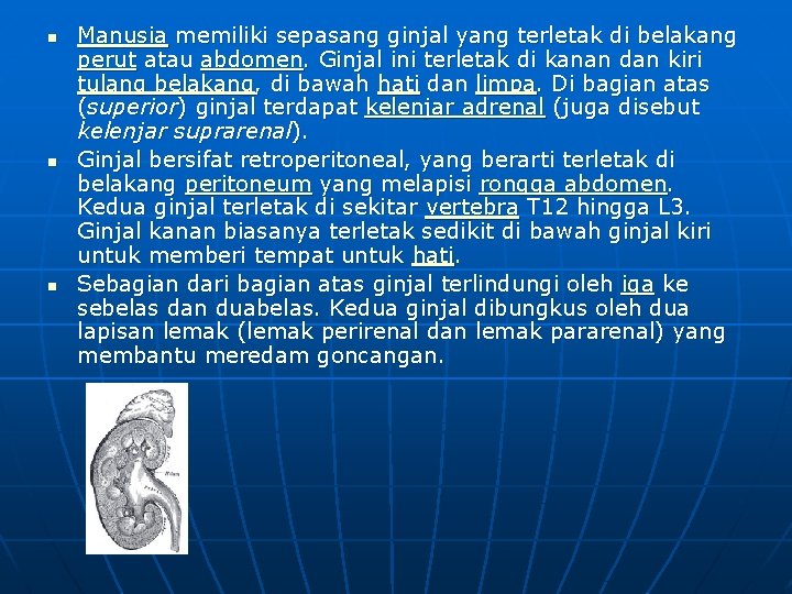 n n n Manusia memiliki sepasang ginjal yang terletak di belakang perut atau abdomen.