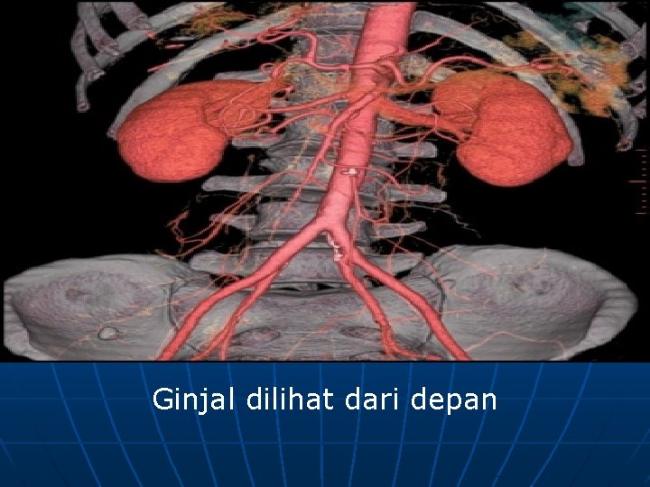 Ginjal dilihat dari depan 