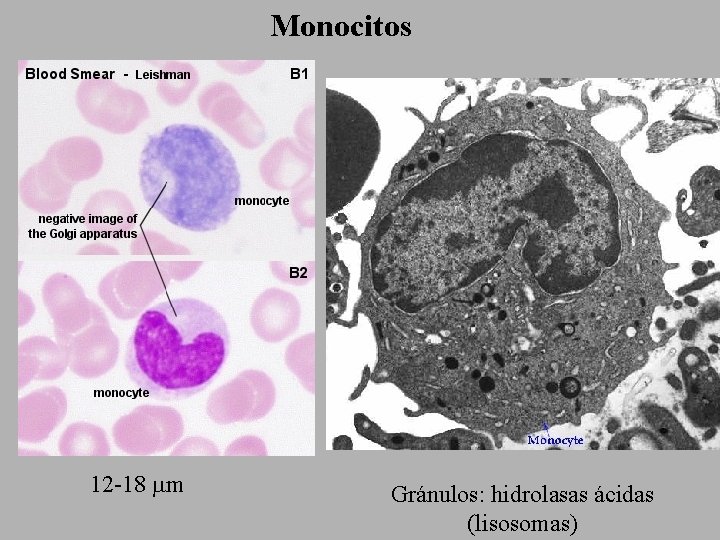 Monocitos 12 -18 mm Gránulos: hidrolasas ácidas (lisosomas) 
