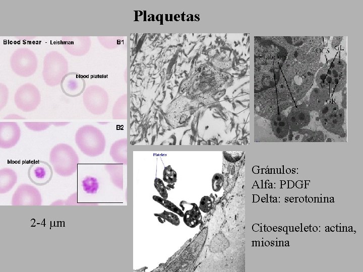 Plaquetas Gránulos: Alfa: PDGF Delta: serotonina 2 -4 mm Citoesqueleto: actina, miosina 