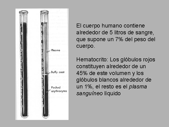 El cuerpo humano contiene alrededor de 5 litros de sangre, que supone un 7%