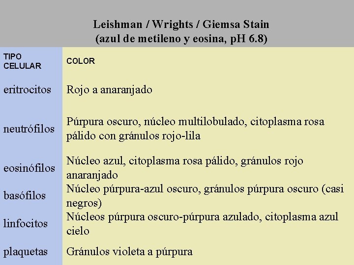 Leishman / Wrights / Giemsa Stain (azul de metileno y eosina, p. H 6.