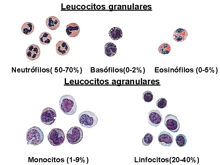Leucocitos granulares Neutrófilos( 50 -70%) Basófilos(0 -2%) Eosinófilos (0 -5%) Leucocitos agranulares Monocitos (1