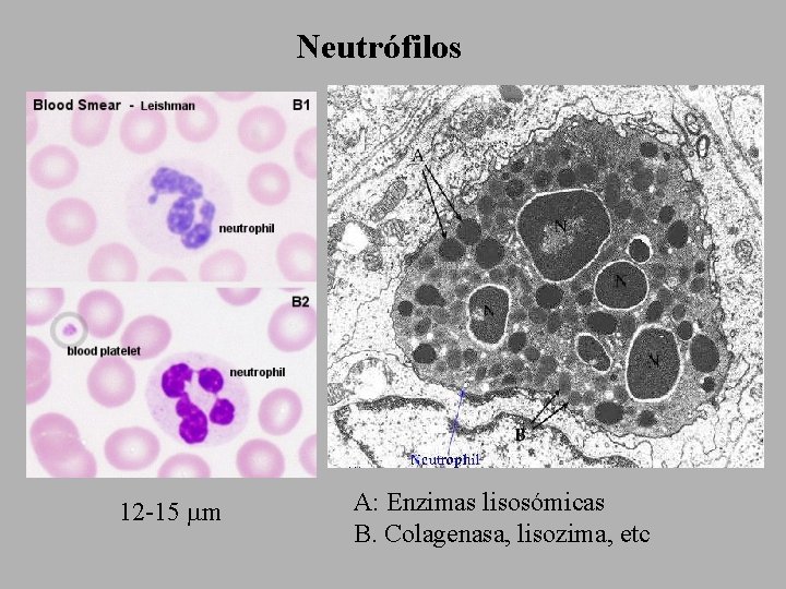 Neutrófilos 12 -15 mm A: Enzimas lisosómicas B. Colagenasa, lisozima, etc 