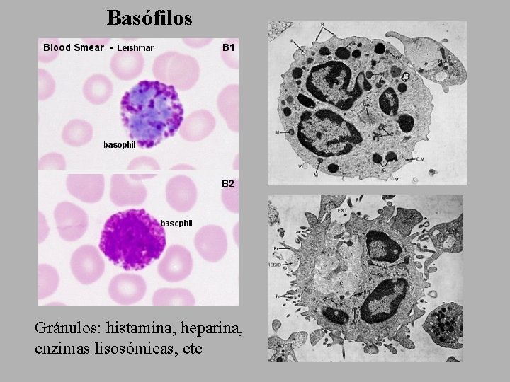Basófilos Gránulos: histamina, heparina, enzimas lisosómicas, etc 