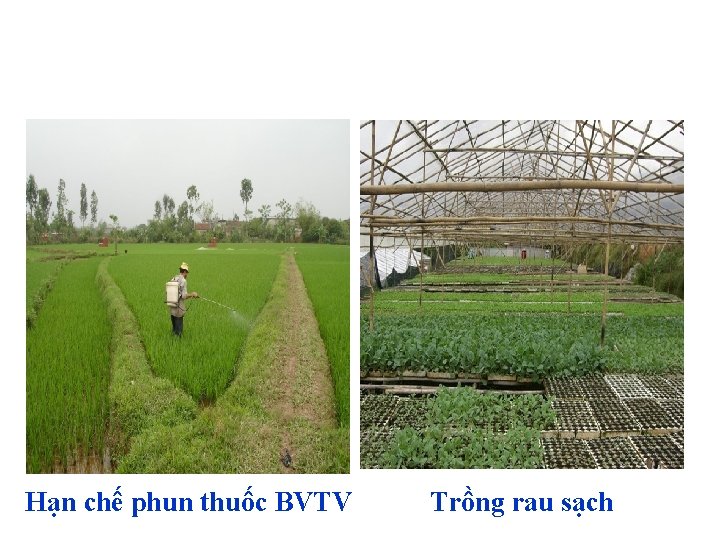 Hạn chế phun thuốc BVTV Trồng rau sạch 