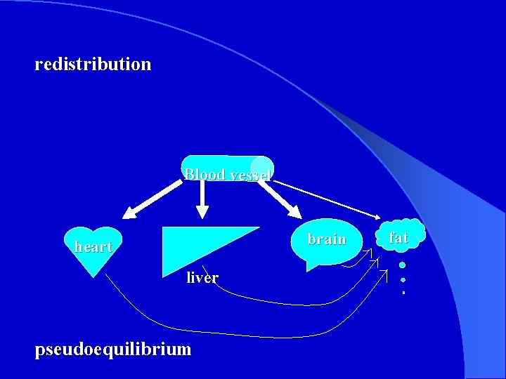 redistribution Blood vessel brain heart liver pseudoequilibrium fat 