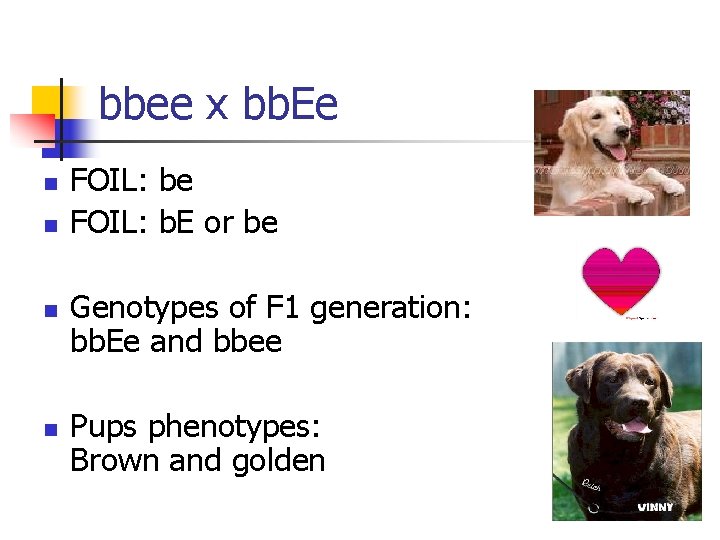 bbee x bb. Ee n n FOIL: be FOIL: b. E or be Genotypes