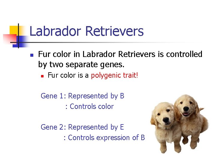 Labrador Retrievers n Fur color in Labrador Retrievers is controlled by two separate genes.
