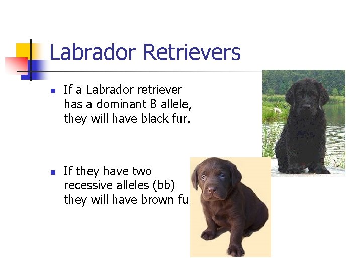 Labrador Retrievers n n If a Labrador retriever has a dominant B allele, they