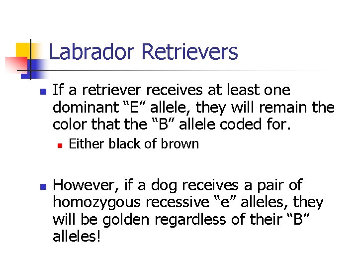 Labrador Retrievers n If a retriever receives at least one dominant “E” allele, they