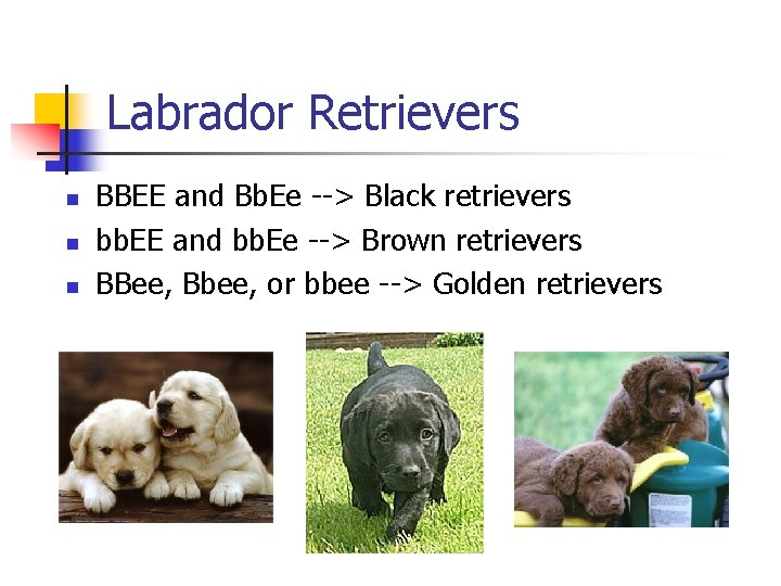 Labrador Retrievers n n n BBEE and Bb. Ee --> Black retrievers bb. EE