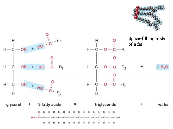 Fats Are Made By Linking Fatty Acid Chains to Glycerol, a Three Carbon Molecule