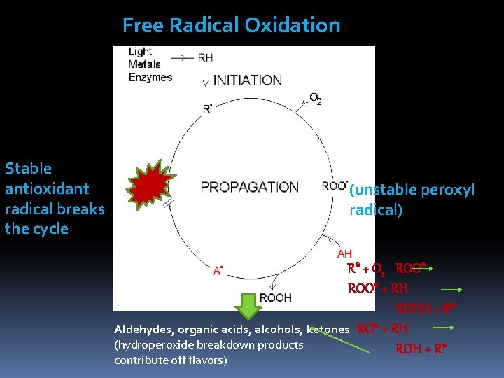 Free Radical Oxidation Stable antioxidant radical breaks the cycle (unstable peroxyl radical) R* Free Radical Oxidation Stable antioxidant radical breaks the cycle (unstable peroxyl radical) R*