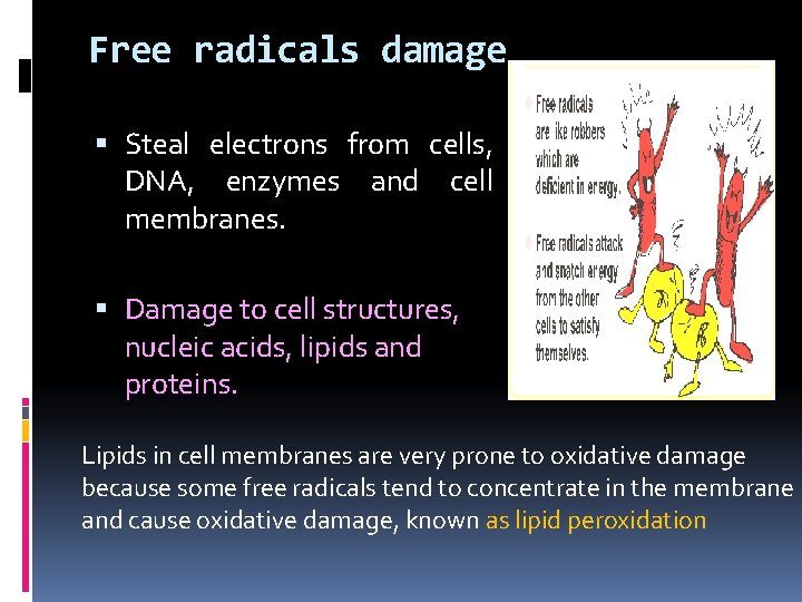 Free radicals damage Steal electrons from cells, DNA, enzymes and cell membranes. Damage to Free radicals damage Steal electrons from cells, DNA, enzymes and cell membranes. Damage to