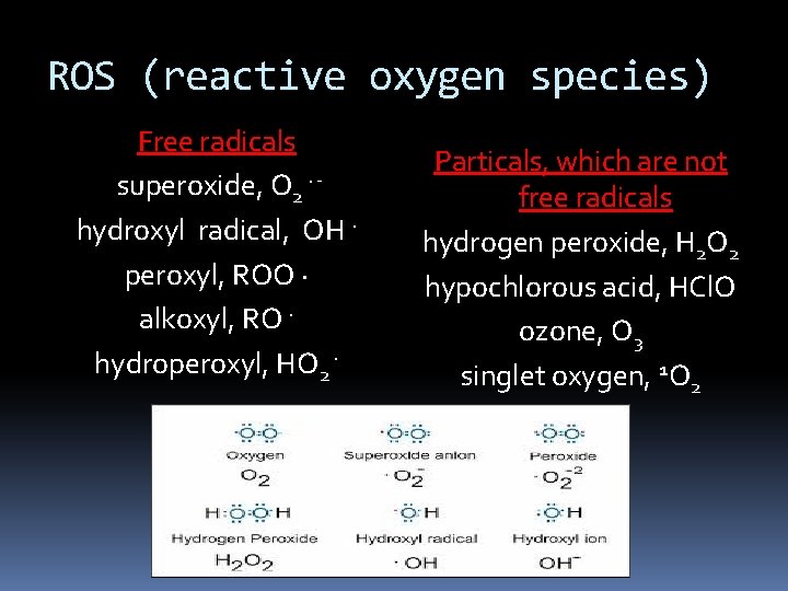 ROS (reactive oxygen species) Free radicals superoxide, O 2 · hydroxyl radical, OH · ROS (reactive oxygen species) Free radicals superoxide, O 2 · hydroxyl radical, OH ·