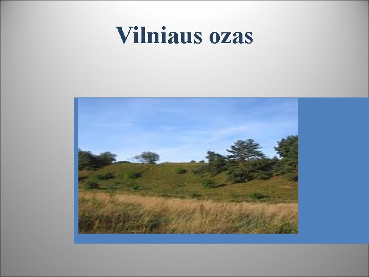 Vilniaus ozas 