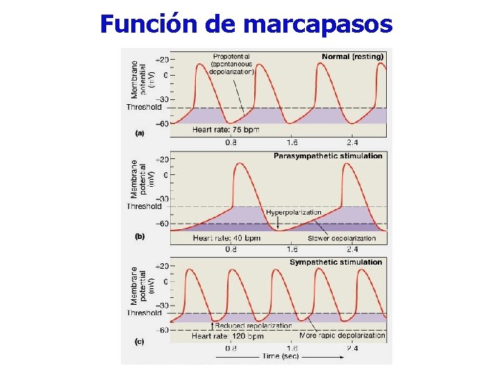 Función de marcapasos 