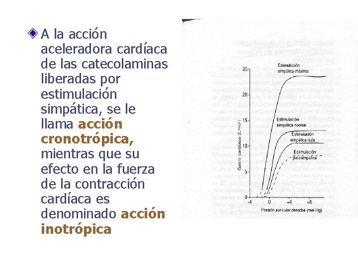 A la acción aceleradora cardíaca de las catecolaminas liberadas por estimulación simpática, se le