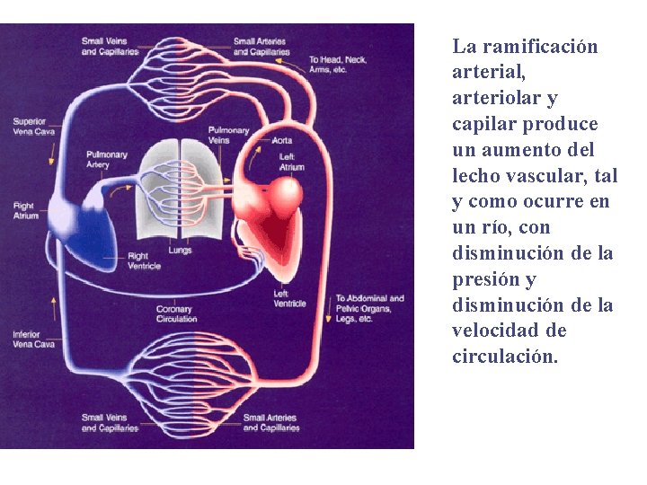 La ramificación arterial, arteriolar y capilar produce un aumento del lecho vascular, tal y