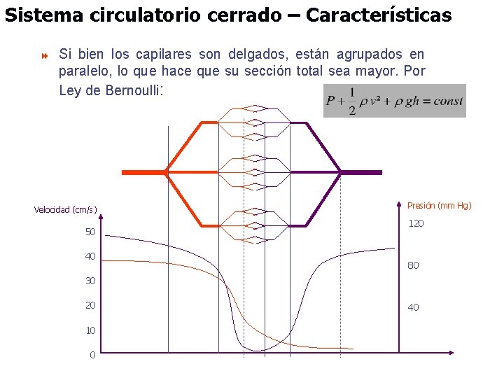 Sistema circulatorio cerrado – Características 8 Si bien los capilares son delgados, están agrupados