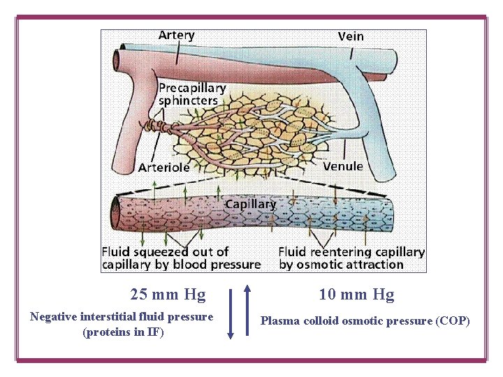 25 mm Hg Negative interstitial fluid pressure (proteins in IF) 10 mm Hg Plasma