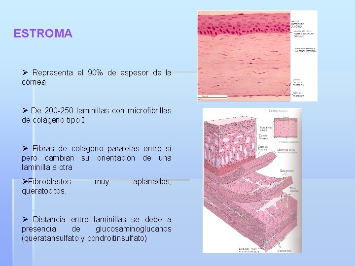 ESTROMA Ø Representa el 90% de espesor de la córnea Ø De 200 -250