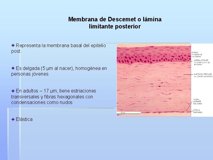 Membrana de Descemet o lámina limitante posterior Representa la membrana basal del epitelio post.