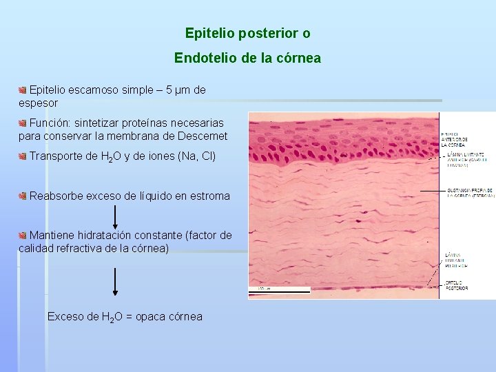 Epitelio posterior o Endotelio de la córnea Epitelio escamoso simple – 5 μm de