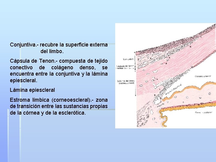 Conjuntiva. - recubre la superficie externa del limbo. Cápsula de Tenon. - compuesta de