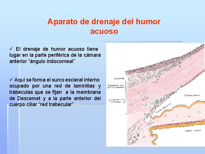 Aparato de drenaje del humor acuoso ü El drenaje de humor acuoso tiene lugar